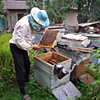 Checking the bees