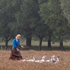 Herding geese