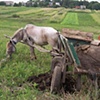 Spreading manure on the fields