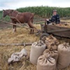 Bringing in the barley