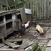 Outhouse with chickens