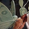 Moth to a Flame