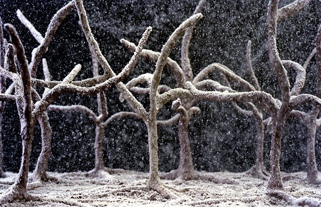 "Where my brother would go hide." (Trees)