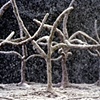 "Where my brother would go hide." (Trees)