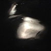 The Pond/Moonlight (after Steichen)
2010