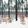 Southeast from Neutrals Camp at Bergen-Belsen (2010)

(Click Image for Larger View)