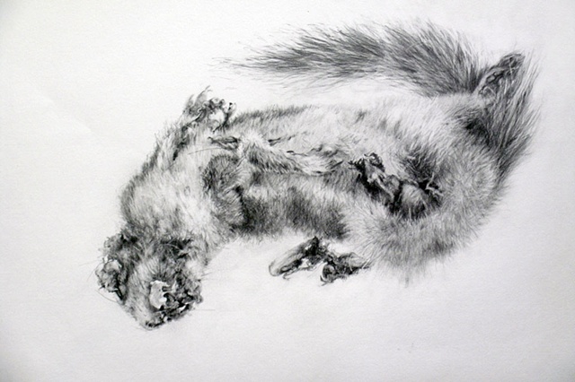 Road Still Series (Squirrel)