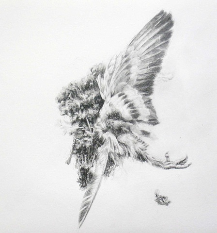 Road Still Series (Pigeon)