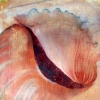 Shell IV