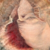 Shell IV