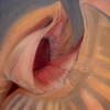 Shell V