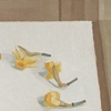 Daffodils in a Circle