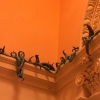 Infestation