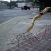 Union Uprooted
