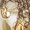 Umbilical Transference