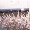 Infestation No. 2