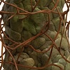 Invasive Species