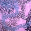Sheep, Viral