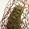 Invasive Species