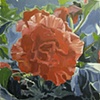 Kimjongilias a.k.a. Flower Paintings no. 5