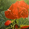 Kimjongilias a.k.a. Flower Paintings no. 9