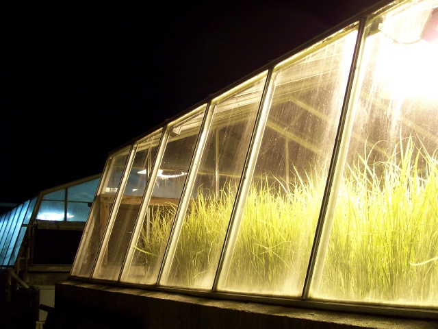 GMO Research Greenhouse 