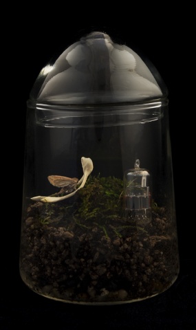 Biosphere Module #2 (Transmission and Reception)