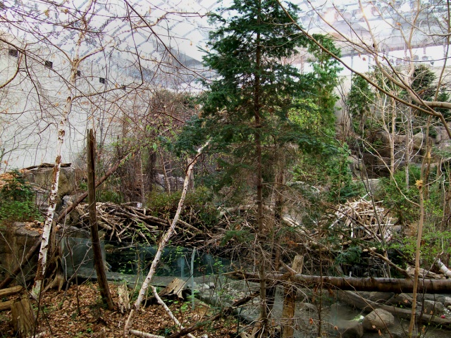Synthetic Boreal Forest Biome