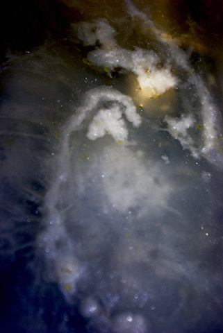 Bacterial Cosmos #1 (Sink Galaxy)
