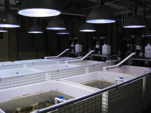 Coral Rearing Pods