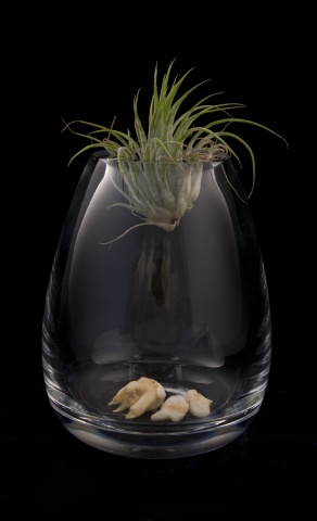 Biosphere Module #3 (Calcium and Carbon)