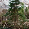 Synthetic Boreal Forest Biome