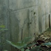 Ficus carica Specimen with Retaining Wall and Paretrechina