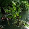 Synthetic Tropical Rainforest Biome (Pond Pump)