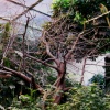 Synthetic Tropical Rainforest Biome (Parrots)
