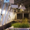 GMO Research Crops (High Yield Rice)