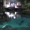 Marine Environment Simulation Tank (Pacific)