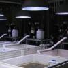 Coral Rearing Pods