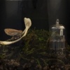 Biosphere Module #2 (Transmission and Reception)