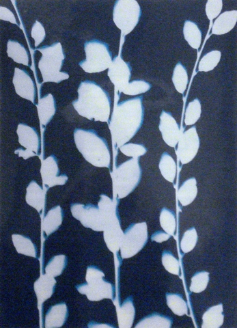 Cyanotype