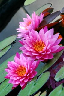 "Water Beauties"