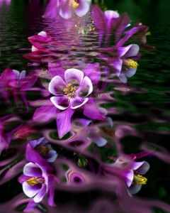 "Columbine Journey"