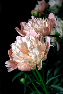 "Blooming Wonders"