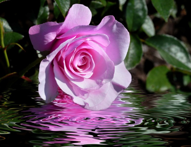 "Magnificent Beauty"