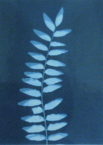 Cyanotype