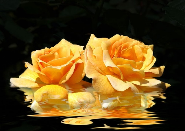 "Golden Duet"