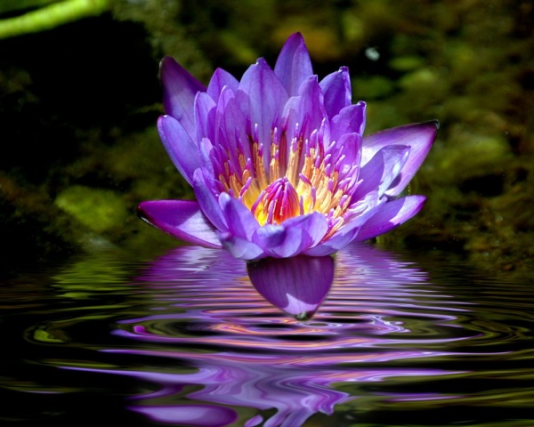 "Purple Passion"