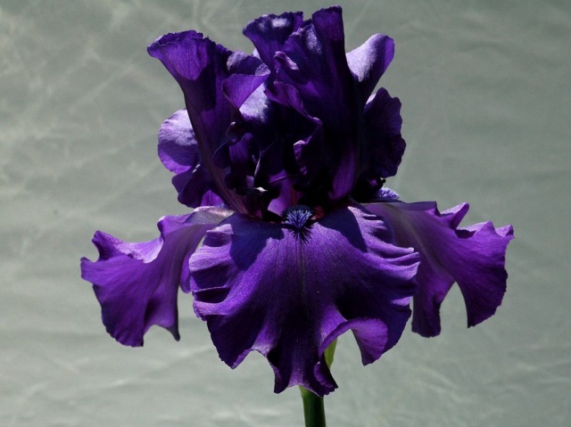 "Her Majesty"