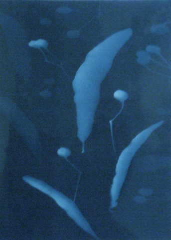 Cyanotype