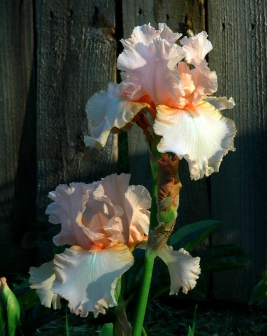 "Peaches & Cream"